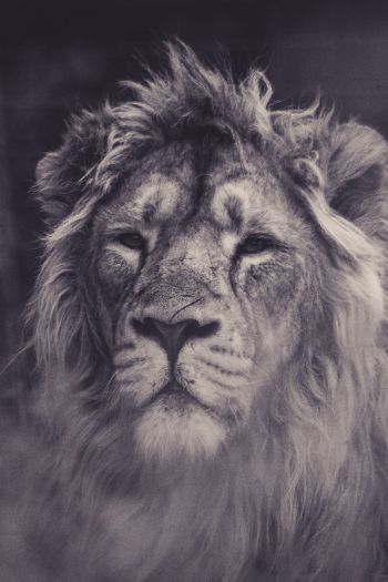 lion, mane, black and white Wallpaper 640x960