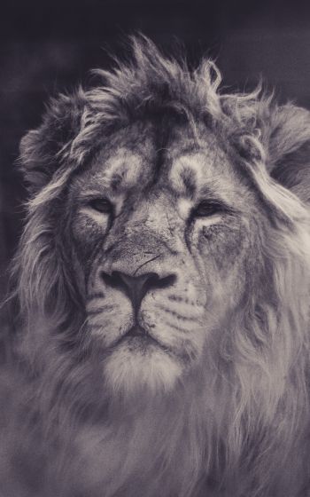 lion, mane, black and white Wallpaper 1200x1920
