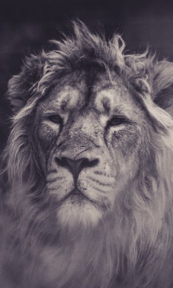 lion, mane, black and white Wallpaper 1200x2000