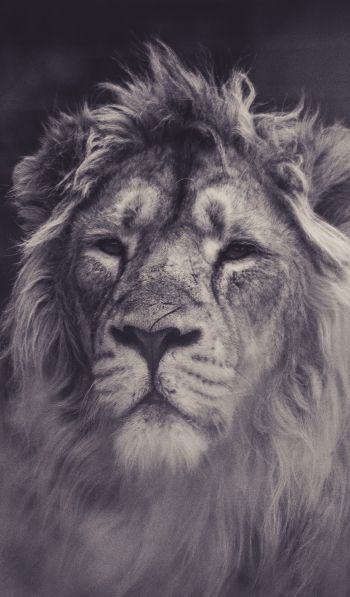 lion, mane, black and white Wallpaper 600x1024
