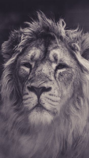 lion, mane, black and white Wallpaper 1080x1920