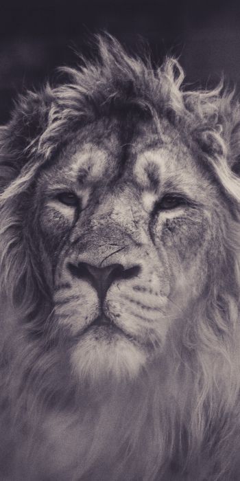 lion, mane, black and white Wallpaper 720x1440