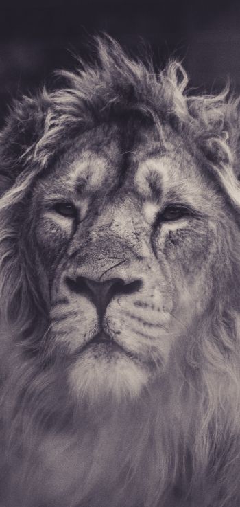 lion, mane, black and white Wallpaper 720x1520