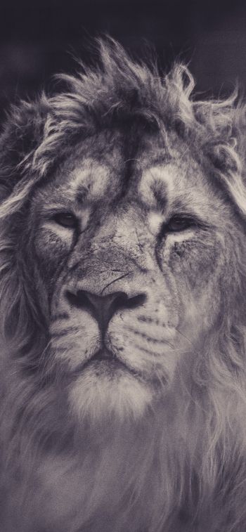 lion, mane, black and white Wallpaper 828x1792