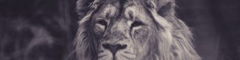 lion, mane, black and white Wallpaper 1590x400