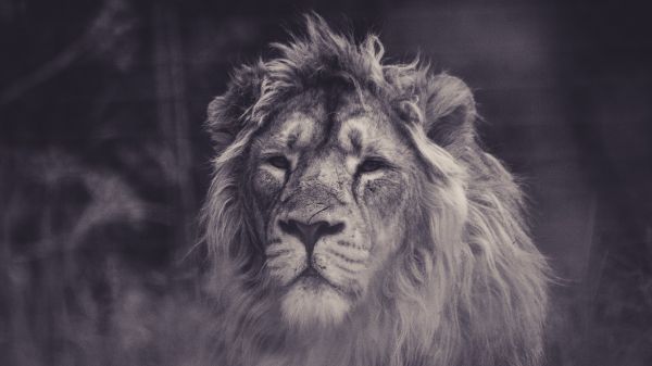 lion, mane, black and white Wallpaper 1366x768