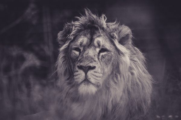 lion, mane, black and white Wallpaper 3000x2000