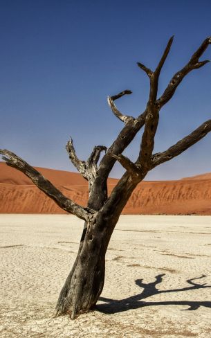 Обои 800x1280 Соссусфлей, Намибия, Африка, засушливый пейзаж