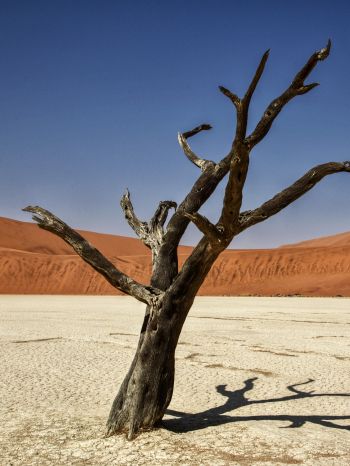 Sossusvlei, Namibia, Africa, arid landscape Wallpaper 2048x2732