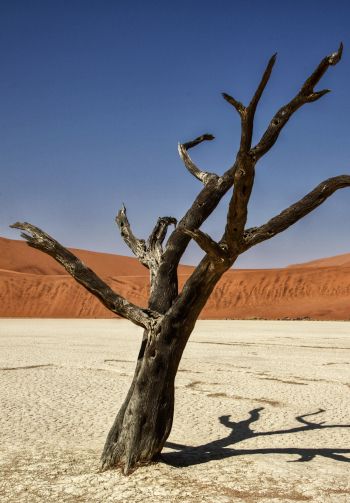 Обои 1640x2360 Соссусфлей, Намибия, Африка, засушливый пейзаж