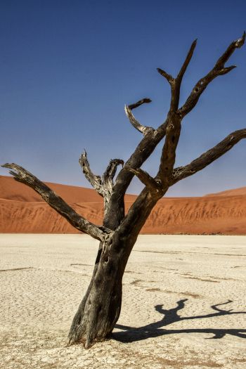 Sossusvlei, Namibia, Africa, arid landscape Wallpaper 640x960