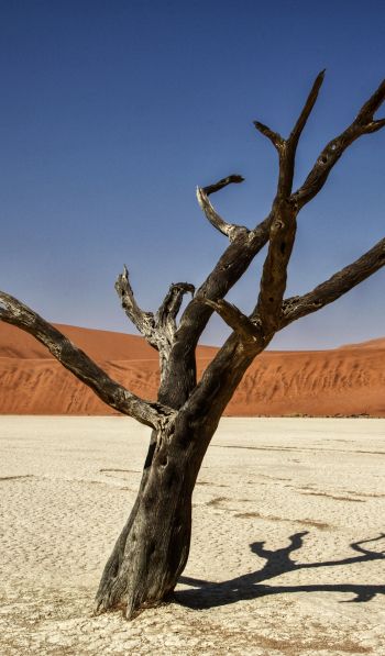 Обои 600x1024 Соссусфлей, Намибия, Африка, засушливый пейзаж