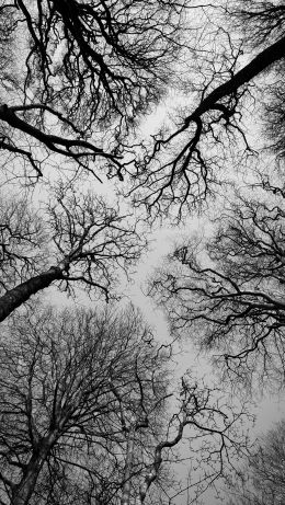 Isle of Man, Great Britain, trees, sky Wallpaper 640x1136