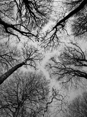 Обои 1536x2048 Остров Мэн, Великобритания, деревья, небо