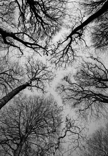 Обои 1668x2388 Остров Мэн, Великобритания, деревья, небо