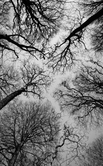 Обои 800x1280 Остров Мэн, Великобритания, деревья, небо