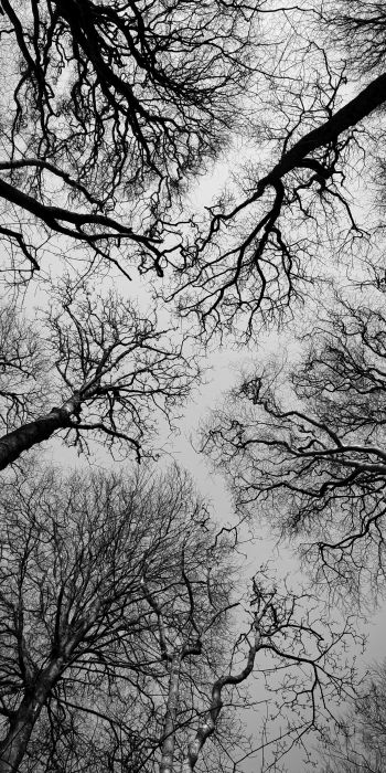 Обои 720x1440 Остров Мэн, Великобритания, деревья, небо
