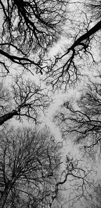 Обои 1440x2960 Остров Мэн, Великобритания, деревья, небо