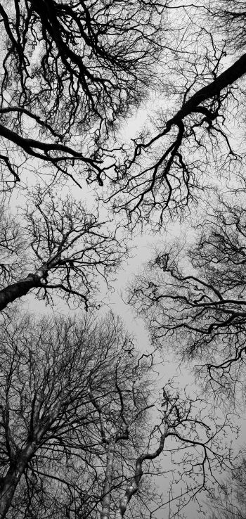 Обои 1440x3040 Остров Мэн, Великобритания, деревья, небо