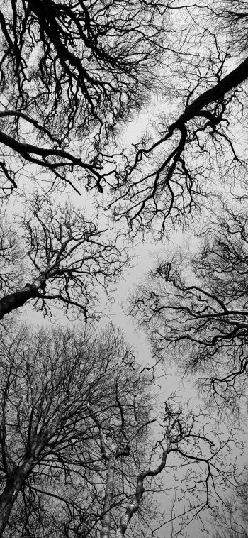 Isle of Man, Great Britain, trees, sky Wallpaper 1080x2340