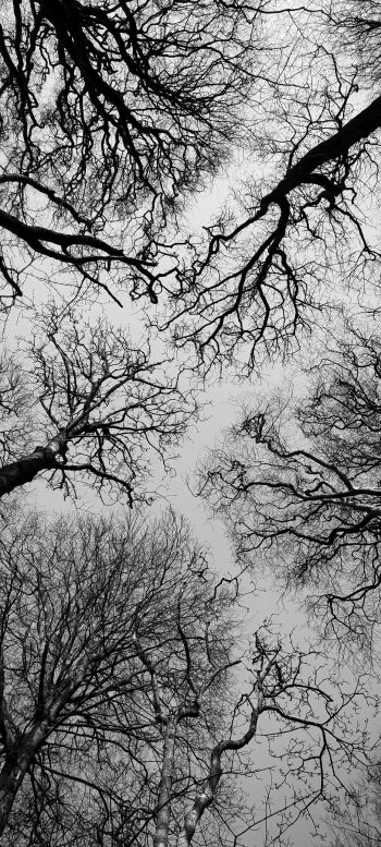 Isle of Man, Great Britain, trees, sky Wallpaper 1080x2400