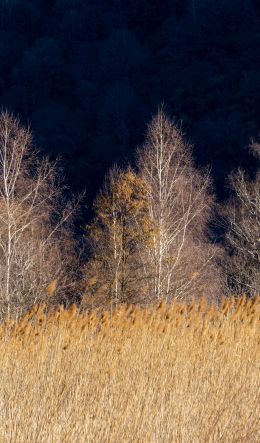 Pian di Spagna Nature Reserve and Lakes Mezzola, Via della Torre, Soriko, Colorado, Italy, forest area Wallpaper 600x1024