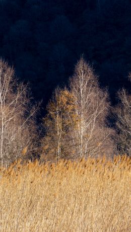 Pian di Spagna Nature Reserve and Lakes Mezzola, Via della Torre, Soriko, Colorado, Italy, forest area Wallpaper 640x1136