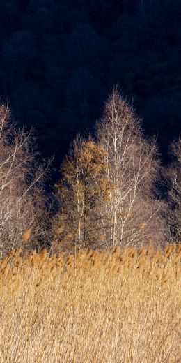 Pian di Spagna Nature Reserve and Lakes Mezzola, Via della Torre, Soriko, Colorado, Italy, forest area Wallpaper 720x1440