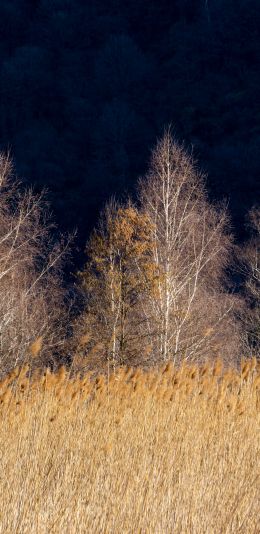 Pian di Spagna Nature Reserve and Lakes Mezzola, Via della Torre, Soriko, Colorado, Italy, forest area Wallpaper 1080x2220