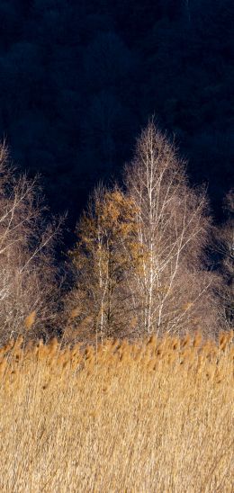 Pian di Spagna Nature Reserve and Lakes Mezzola, Via della Torre, Soriko, Colorado, Italy, forest area Wallpaper 1440x3040