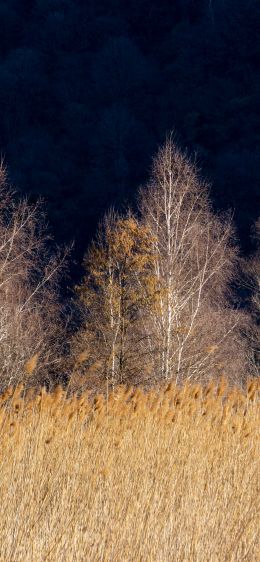 Pian di Spagna Nature Reserve and Lakes Mezzola, Via della Torre, Soriko, Colorado, Italy, forest area Wallpaper 1125x2436