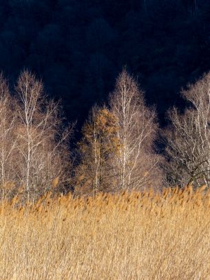 Pian di Spagna Nature Reserve and Lakes Mezzola, Via della Torre, Soriko, Colorado, Italy, forest area Wallpaper 1620x2160