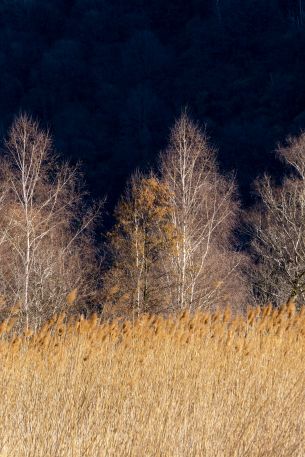 Pian di Spagna Nature Reserve and Lakes Mezzola, Via della Torre, Soriko, Colorado, Italy, forest area Wallpaper 640x960