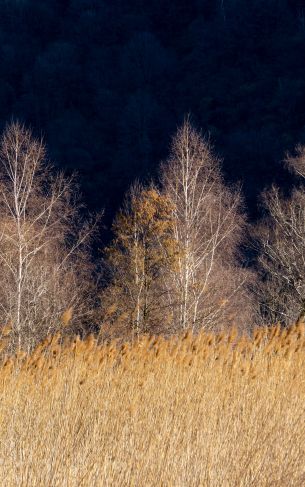 Pian di Spagna Nature Reserve and Lakes Mezzola, Via della Torre, Soriko, Colorado, Italy, forest area Wallpaper 1752x2800