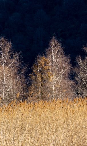 Pian di Spagna Nature Reserve and Lakes Mezzola, Via della Torre, Soriko, Colorado, Italy, forest area Wallpaper 1200x2000