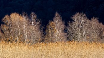 Pian di Spagna Nature Reserve and Lakes Mezzola, Via della Torre, Soriko, Colorado, Italy, forest area Wallpaper 2048x1152