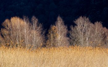 Pian di Spagna Nature Reserve and Lakes Mezzola, Via della Torre, Soriko, Colorado, Italy, forest area Wallpaper 2560x1600