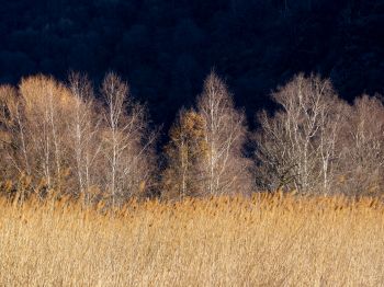 Pian di Spagna Nature Reserve and Lakes Mezzola, Via della Torre, Soriko, Colorado, Italy, forest area Wallpaper 800x600