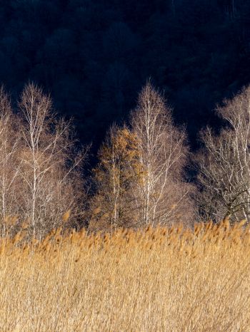Pian di Spagna Nature Reserve and Lakes Mezzola, Via della Torre, Soriko, Colorado, Italy, forest area Wallpaper 2048x2732