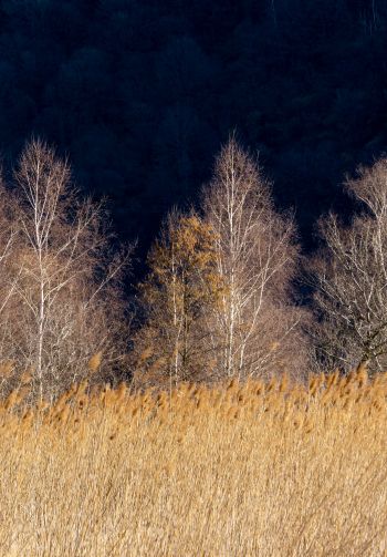 Pian di Spagna Nature Reserve and Lakes Mezzola, Via della Torre, Soriko, Colorado, Italy, forest area Wallpaper 1640x2360