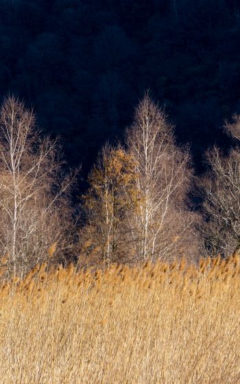 Pian di Spagna Nature Reserve and Lakes Mezzola, Via della Torre, Soriko, Colorado, Italy, forest area Wallpaper 1200x1920