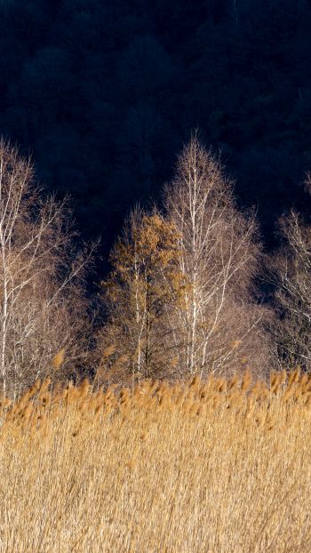 Pian di Spagna Nature Reserve and Lakes Mezzola, Via della Torre, Soriko, Colorado, Italy, forest area Wallpaper 720x1280