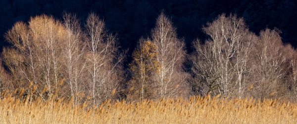 Pian di Spagna Nature Reserve and Lakes Mezzola, Via della Torre, Soriko, Colorado, Italy, forest area Wallpaper 3440x1440