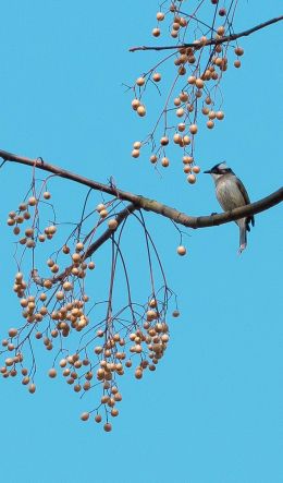 finch, jay, bird on the tree Wallpaper 600x1024