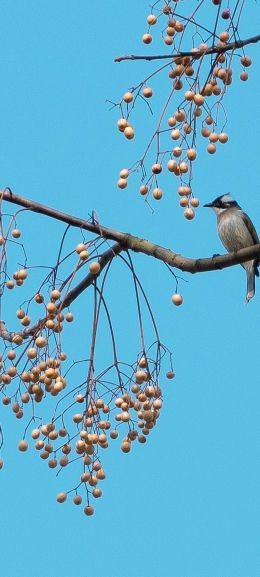 finch, jay, bird on the tree Wallpaper 720x1600