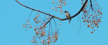 finch, jay, bird on the tree Wallpaper 2560x1080