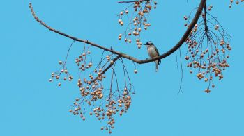 finch, jay, bird on the tree Wallpaper 2048x1152
