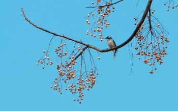 finch, jay, bird on the tree Wallpaper 1920x1200