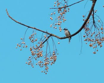 finch, jay, bird on the tree Wallpaper 1280x1024