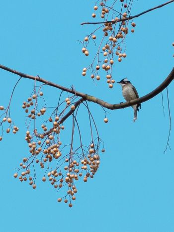 finch, jay, bird on the tree Wallpaper 1620x2160